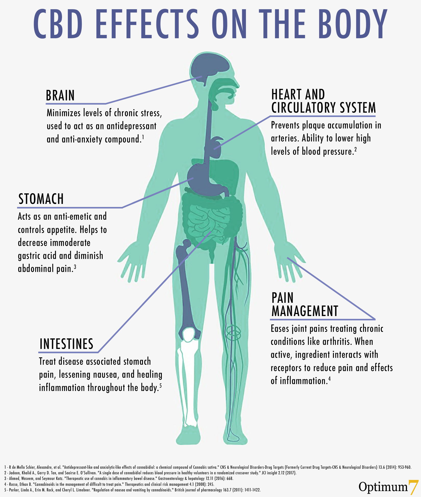 CBD Oil Effects on the Body 